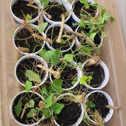 Tindora, ટીંડોરા, ടിൻഡോറ,టిండోరా