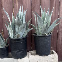 Agave plants (please read description)