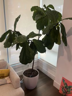 Fiddle Leaf Fig Tree 7 ft