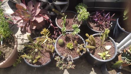 Plant