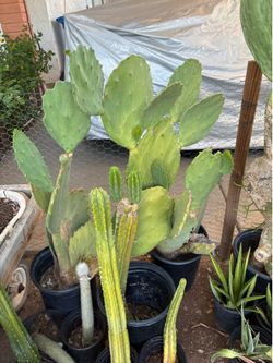 Opuntia ficus-indica yellow flowers $30 each