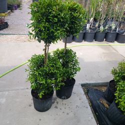 Ponpon Tree 3gallon 2balls 