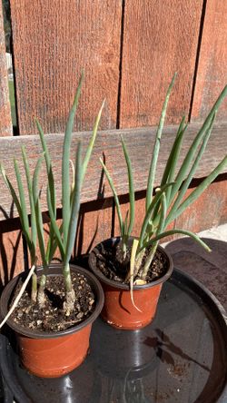 Green onion plants