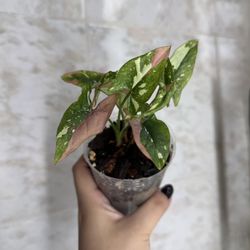 Syngonium Redspot Tricolor