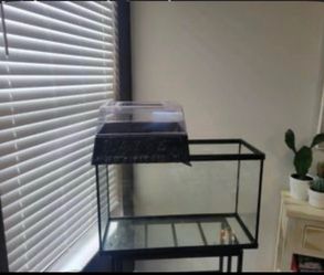 Turtle (red eared slider) with tank and extras