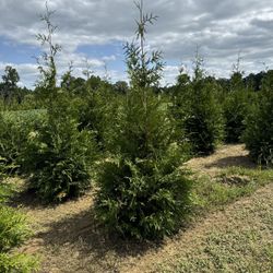 Privacy Tree Sale FREE DELIVERY! Emerald Green & Green Giants 