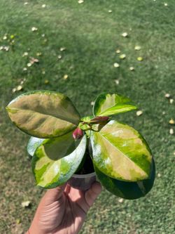 Hoya Lisa Tricolor