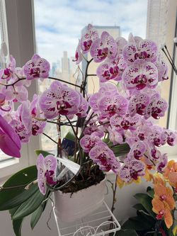 Purple Orchid