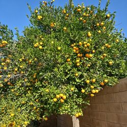 Oranges