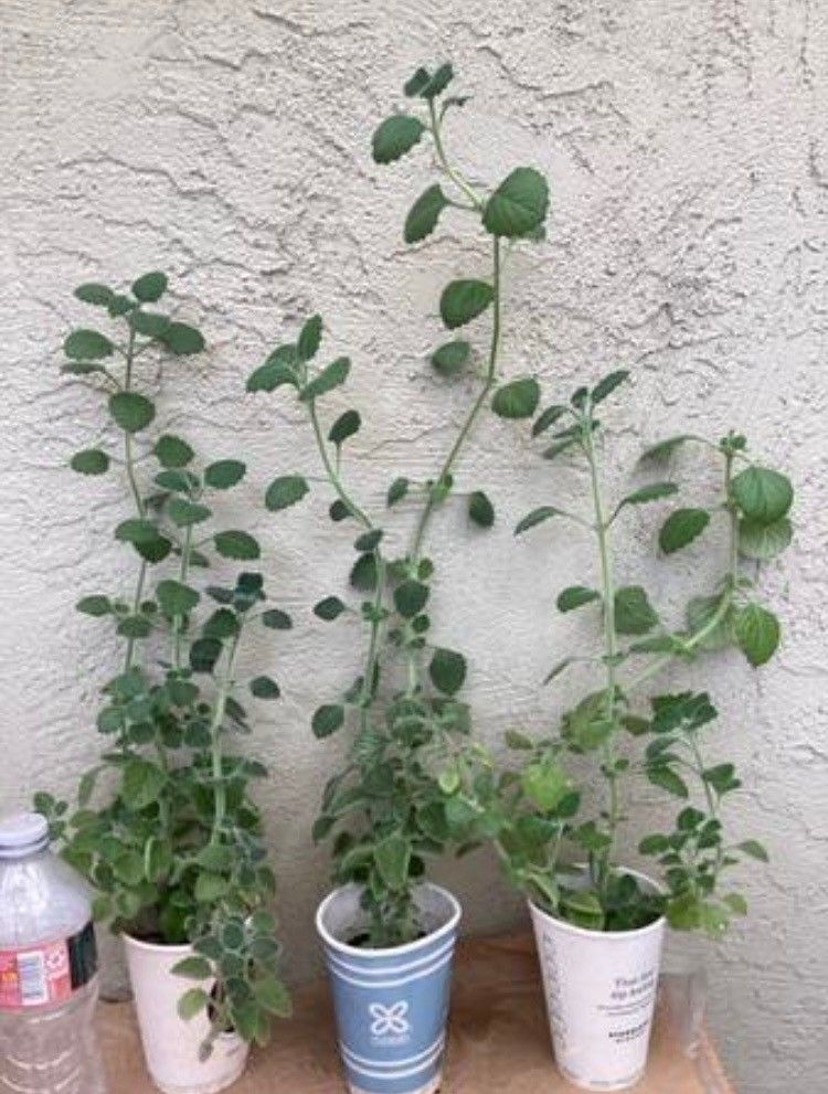 Mexican Mint Plants 