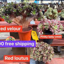 $200 For 3 Aeonium 