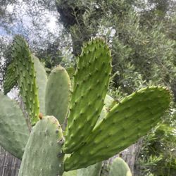 Nopales 