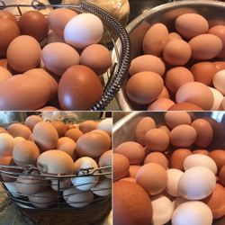 Organic Eggs / Huevos Organicos 6 A Dozena 