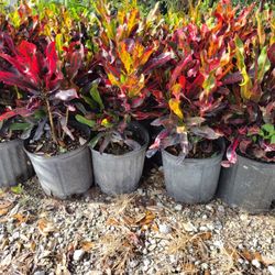 Croto Mamey 3 Galones