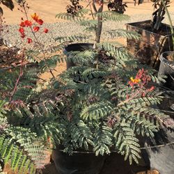 Mexican Bird Of Paradise