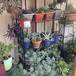 Potted Succulents And Cacti Outdoor Plants For Sale Garden Yard