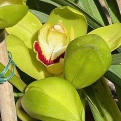 Cymbidium Orchid