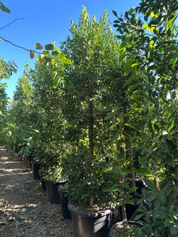 Indian Laurel Columns, Ficus nitida ‘Columns’ , Ficus tree, shade or Hollywood Hedge and privacy 25gal Size