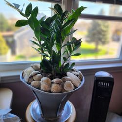 Mature Plants...all Plants..all Pixs $125