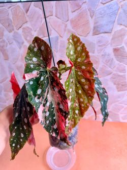 Begonia Maculata PINK Variegation RARE Plant - 4inch
