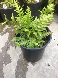 Plants ask For Prices