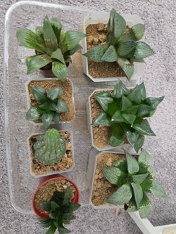 Haworthia plant bundle