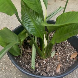 🌳🌳PEACE LILY PLANT 🌳🌳