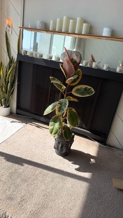 4ft tall plant with Buddha Pot