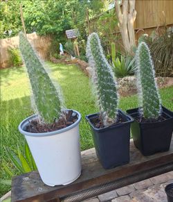 Snow Cactus