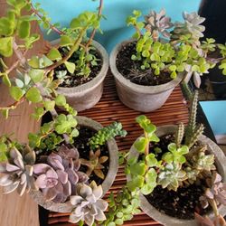 Succulent Plant Arrangements 