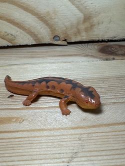 Eastern Orange Newt, Lizard, Rubber Reptile, Hand Painted, Realistic 2.5”