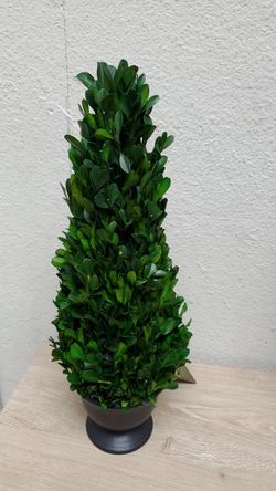 Small Boxwood trees 16in tall 15.00ea