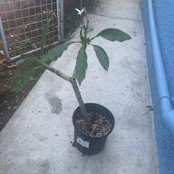 Plumeria