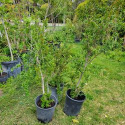 Pomegranate  Tree