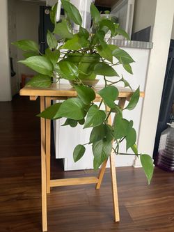 Pothos Plant + Wooden Side Table Set