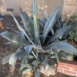 Blue Agave succulent 