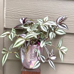 🎁 Inch Plant, Zebrina House Plant In Beautiful Ceramic  Pot 4.5"H. 