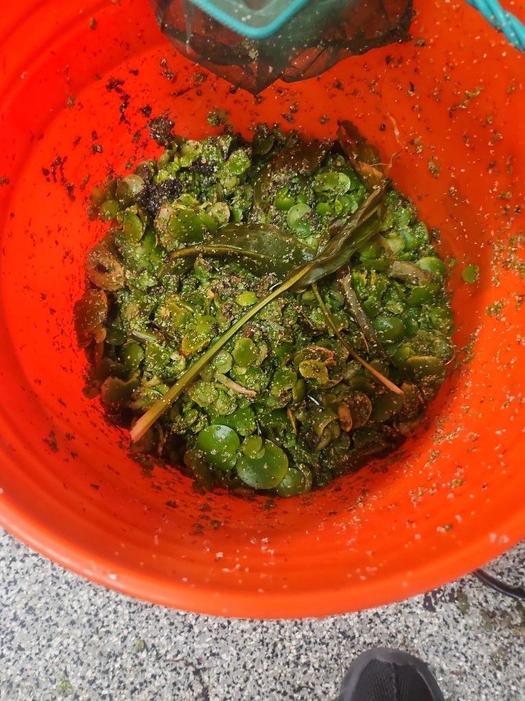 Pond Or Fish Tank Plants $1 For Cup Full