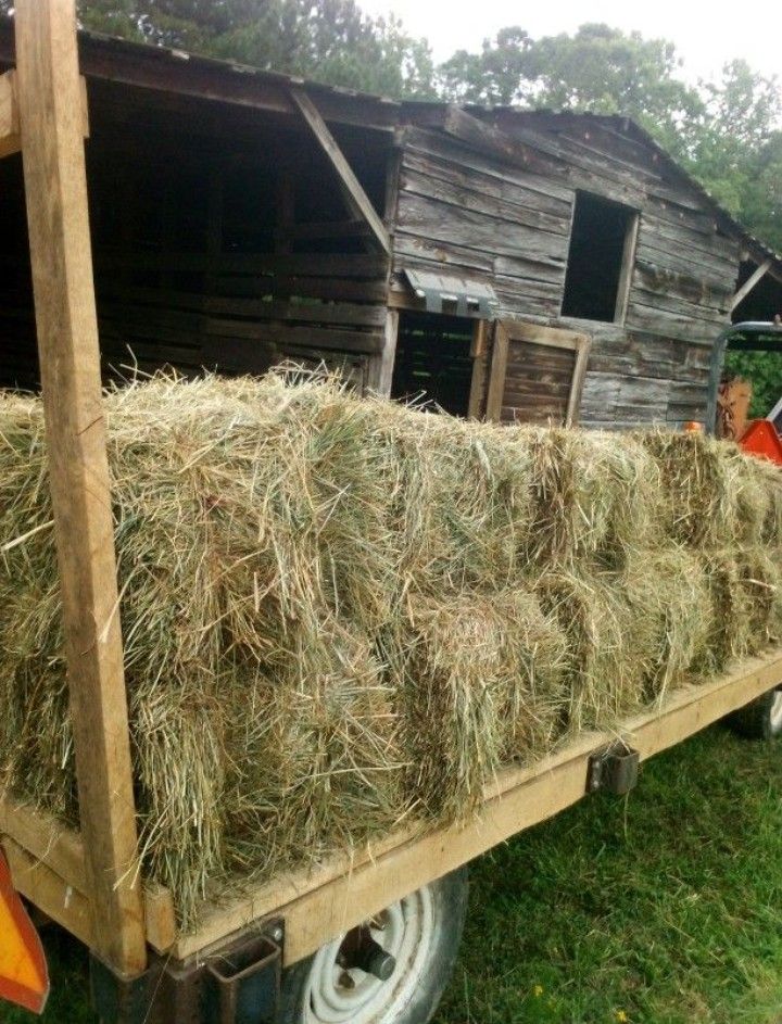 Fresh Hay!