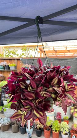 Tradescantia zebrina in 8” hanging pot