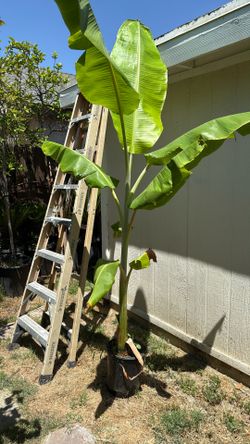 Platano Dominico $35