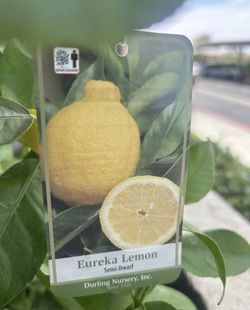 Lemon Tree