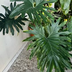 Split-Leaf Philodendron — Thaumatophyllum bipinnatifidum With Spider Plant