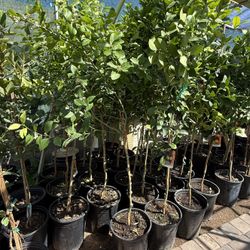 Lisbon Lemon🍋 Trees 5 1/2 The Tall  $60 Each Price Firm 