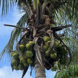 Coconuts Off The Tree & Other Plants