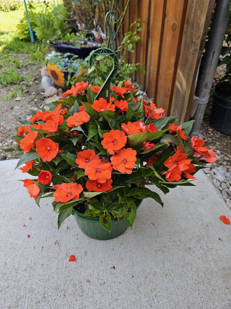 Sun Impatient Large Baskets, Beautiful and Healthy HANGING BASKETS PLANTS ARRIVED. $14 each