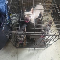 Dog Kennel 