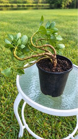 Kalanchoe Succulent Plant with Pot β $8
