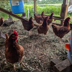 Eggs For Sale. $5 A Dozen.