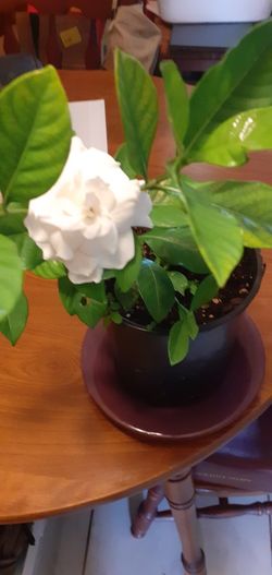 Gardenia Plants 